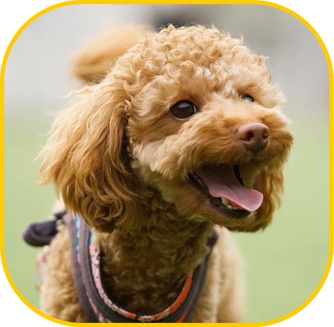 愛犬だけの安全な環境